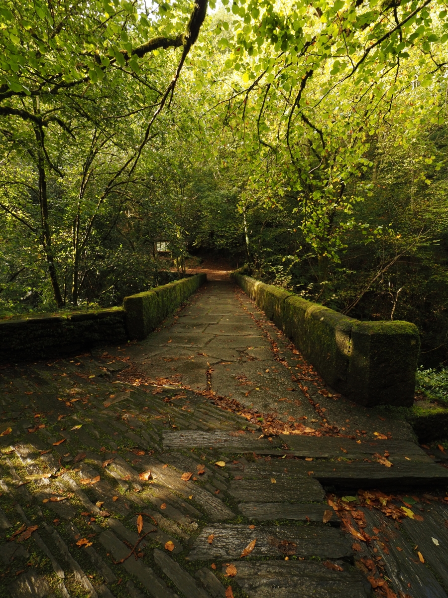 Bosques