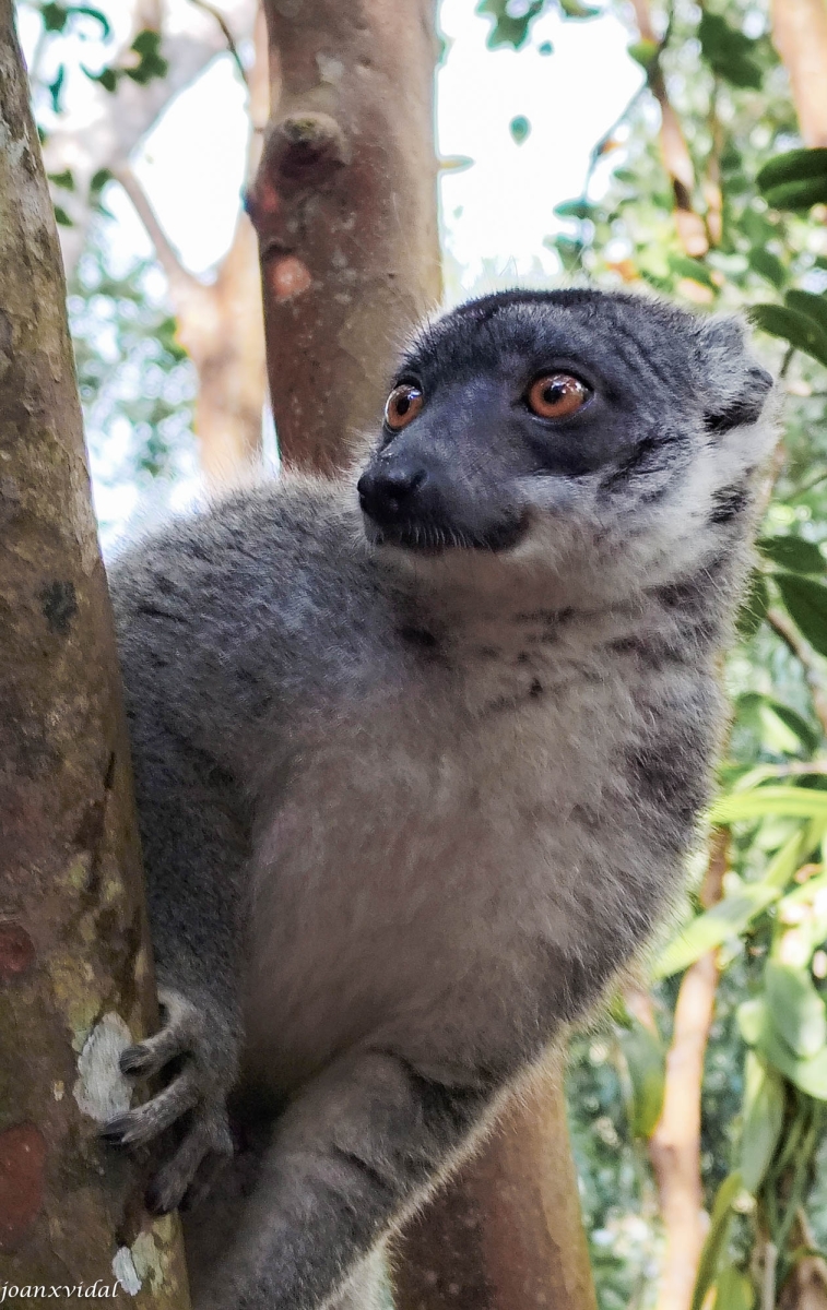LEMUR A L\'AGUAIT DE MENJAR JACA