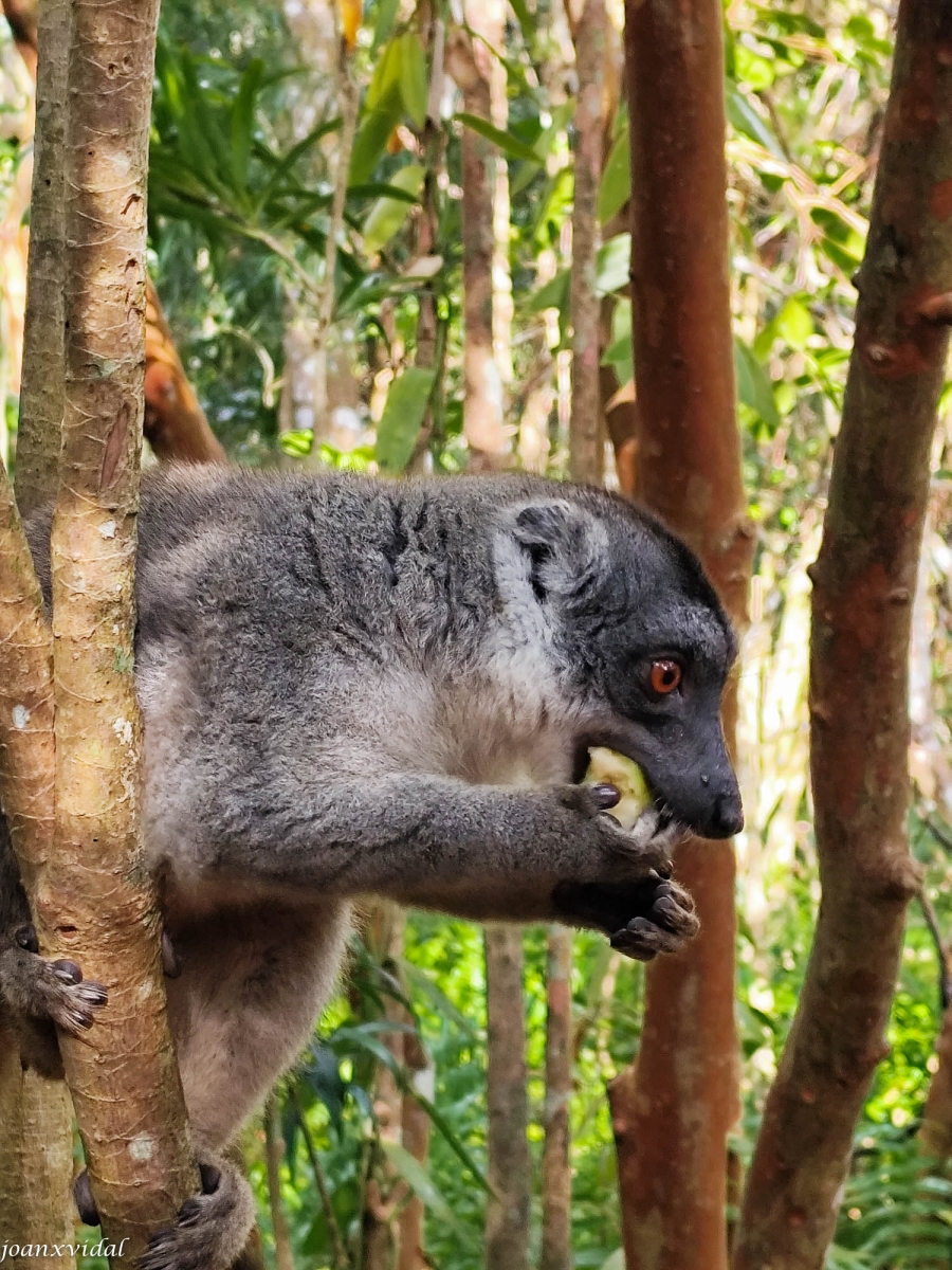 LEMUR MENJANT EL FRUIT DE JACA