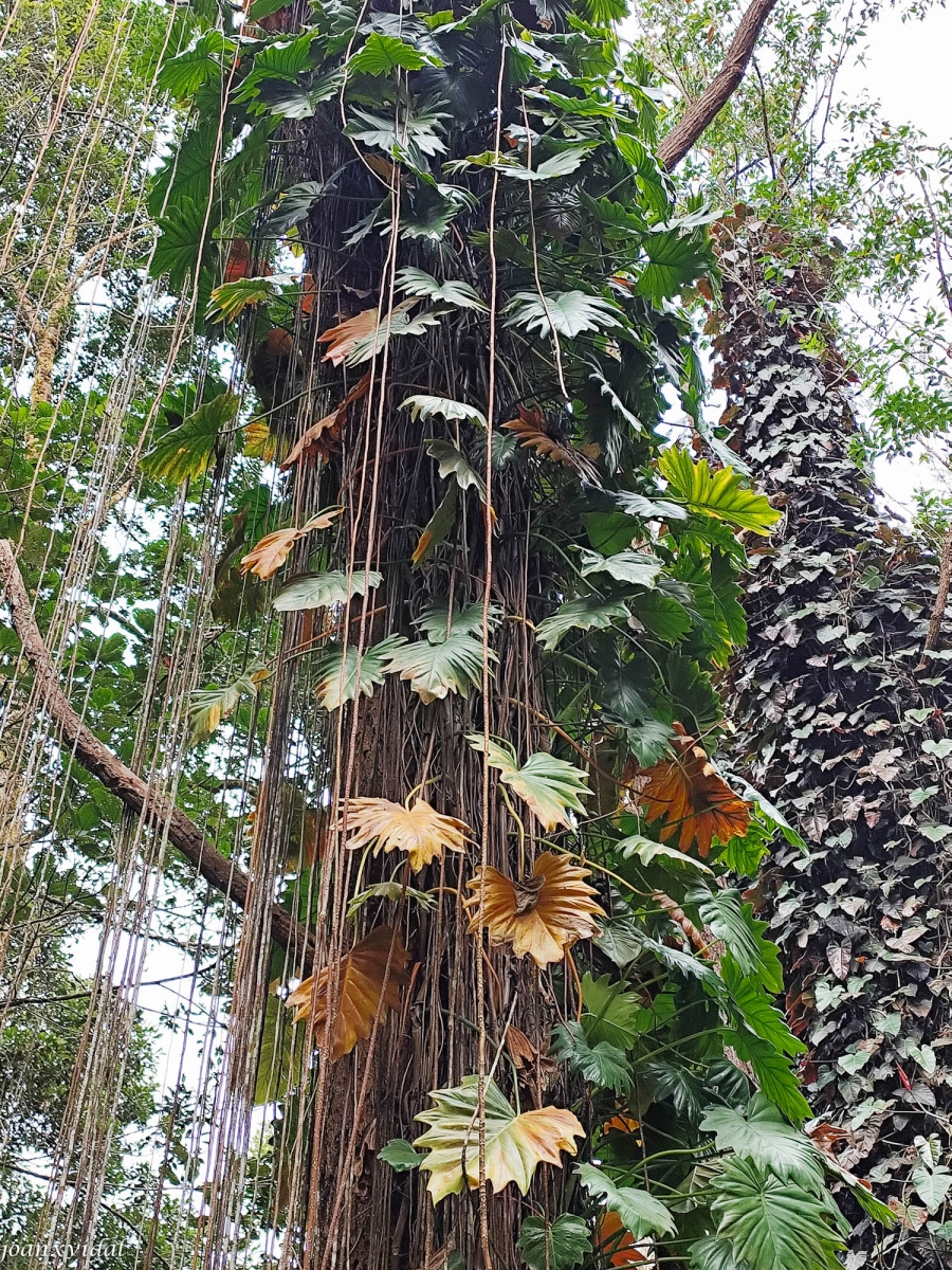 FOREST VAKNA