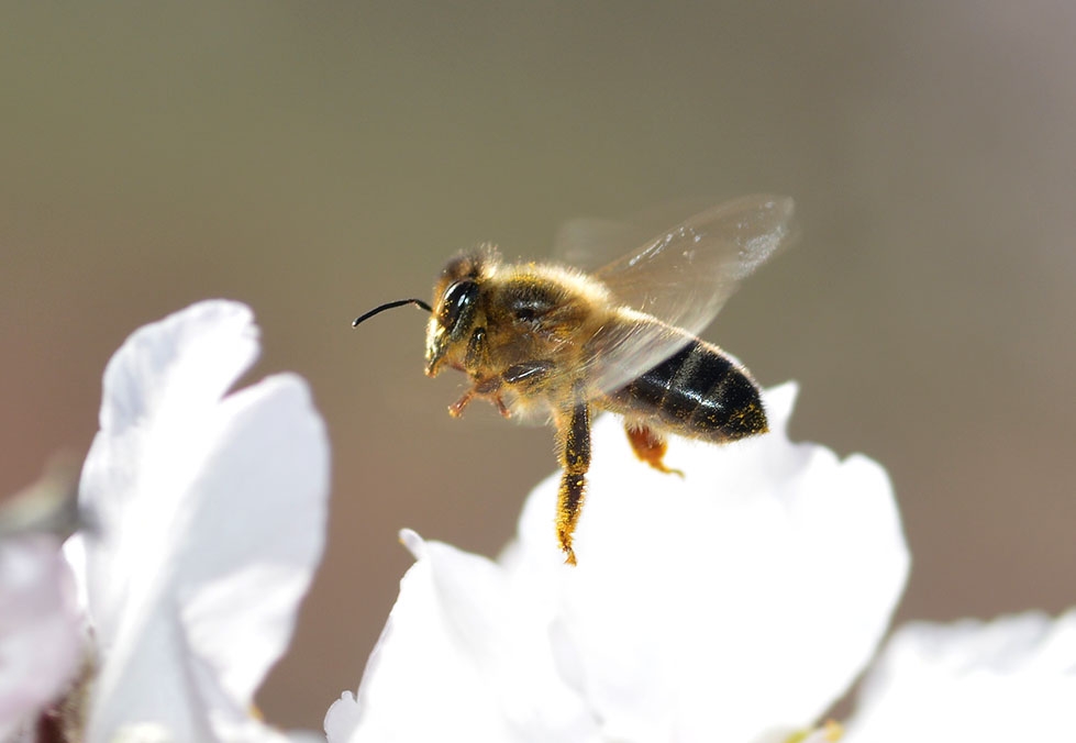 Abeja