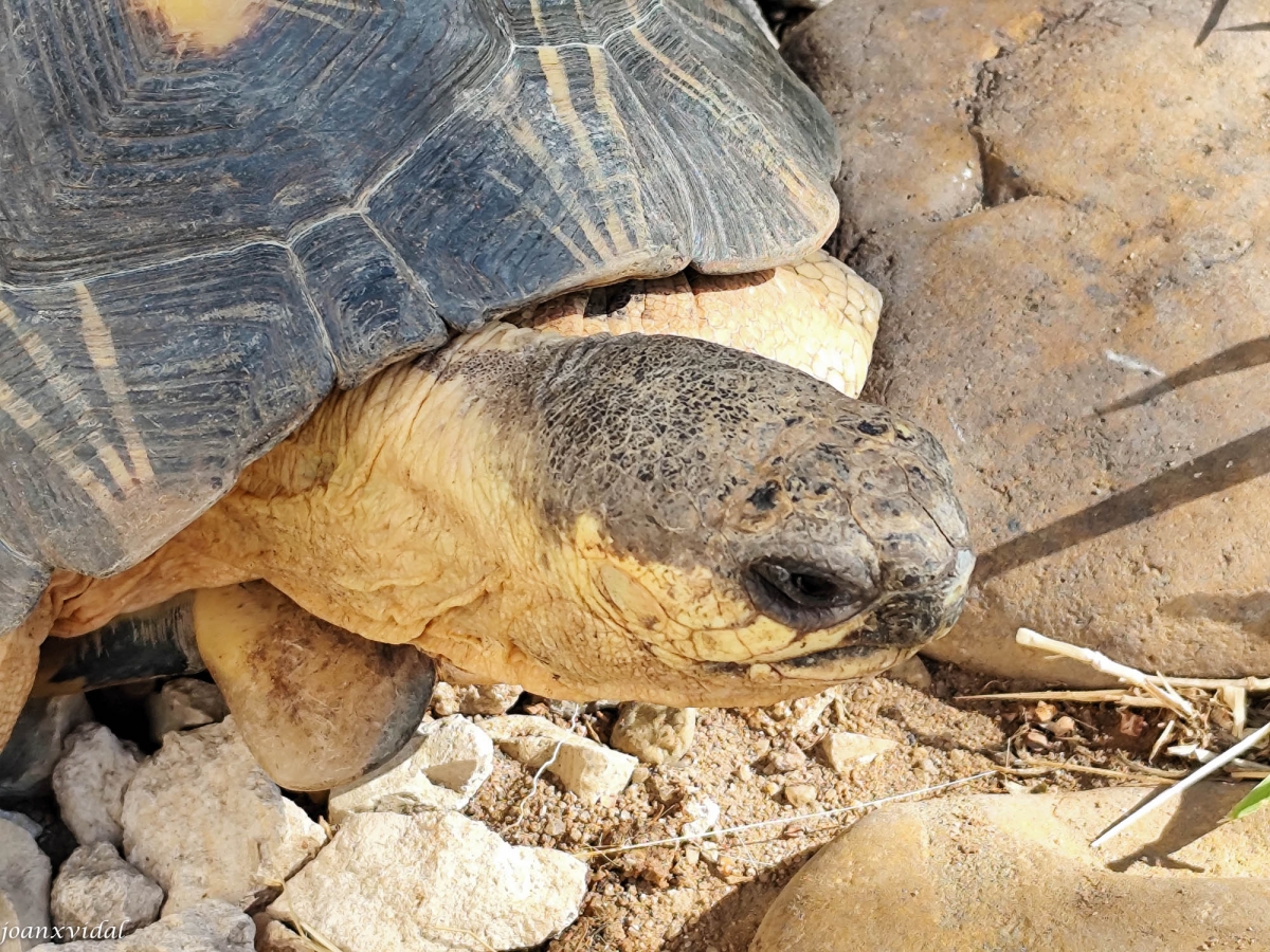 TORTUGA