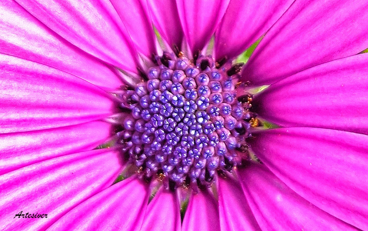 flor