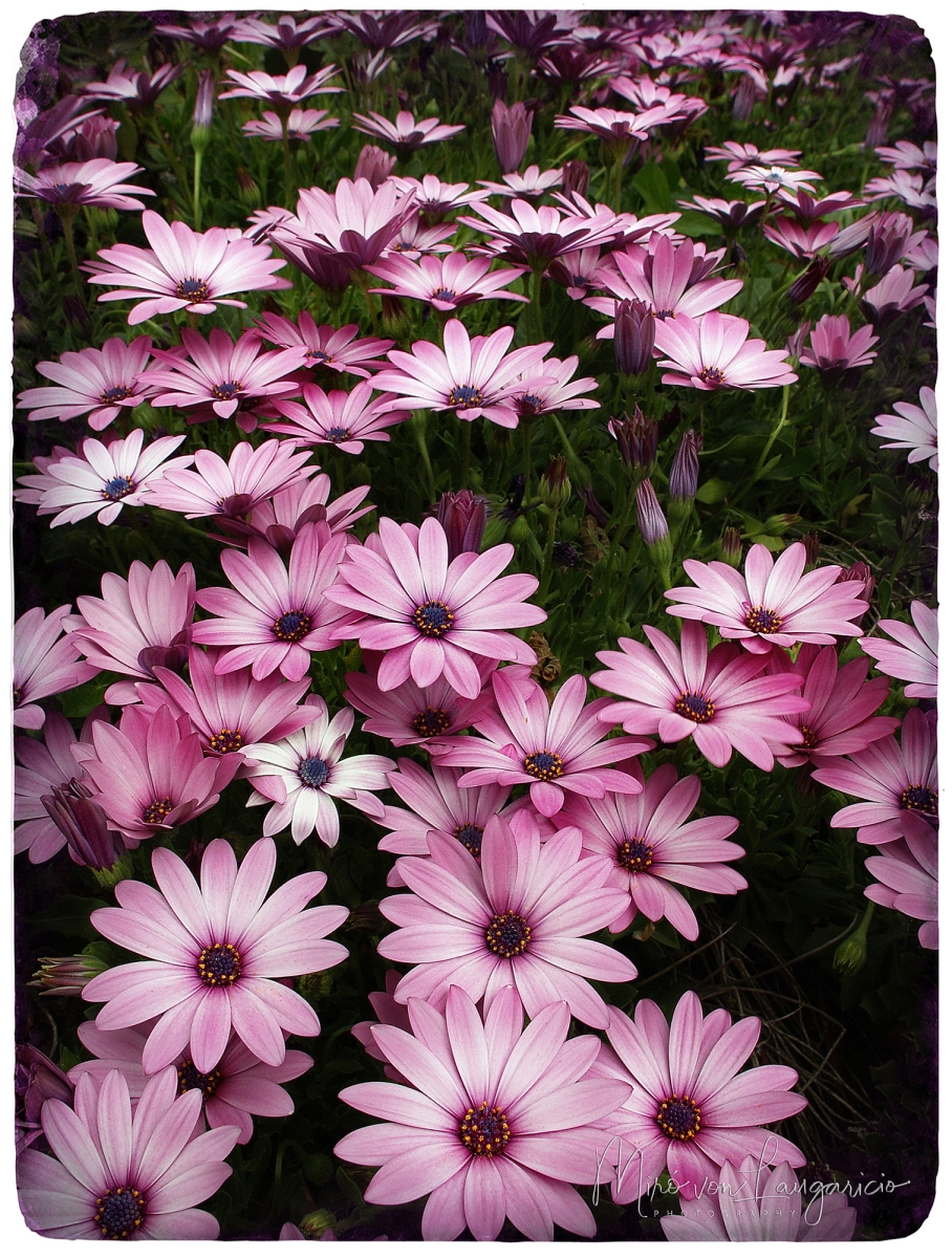  Sueos en flor 