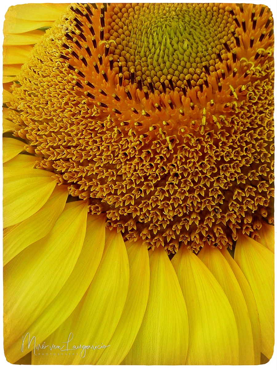  Abrazo de Sol 