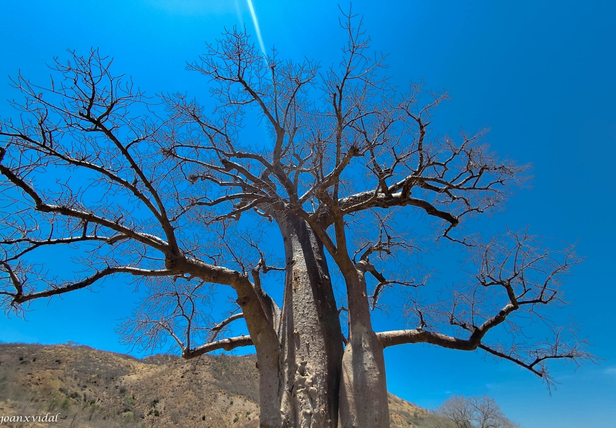 BAOBAB
