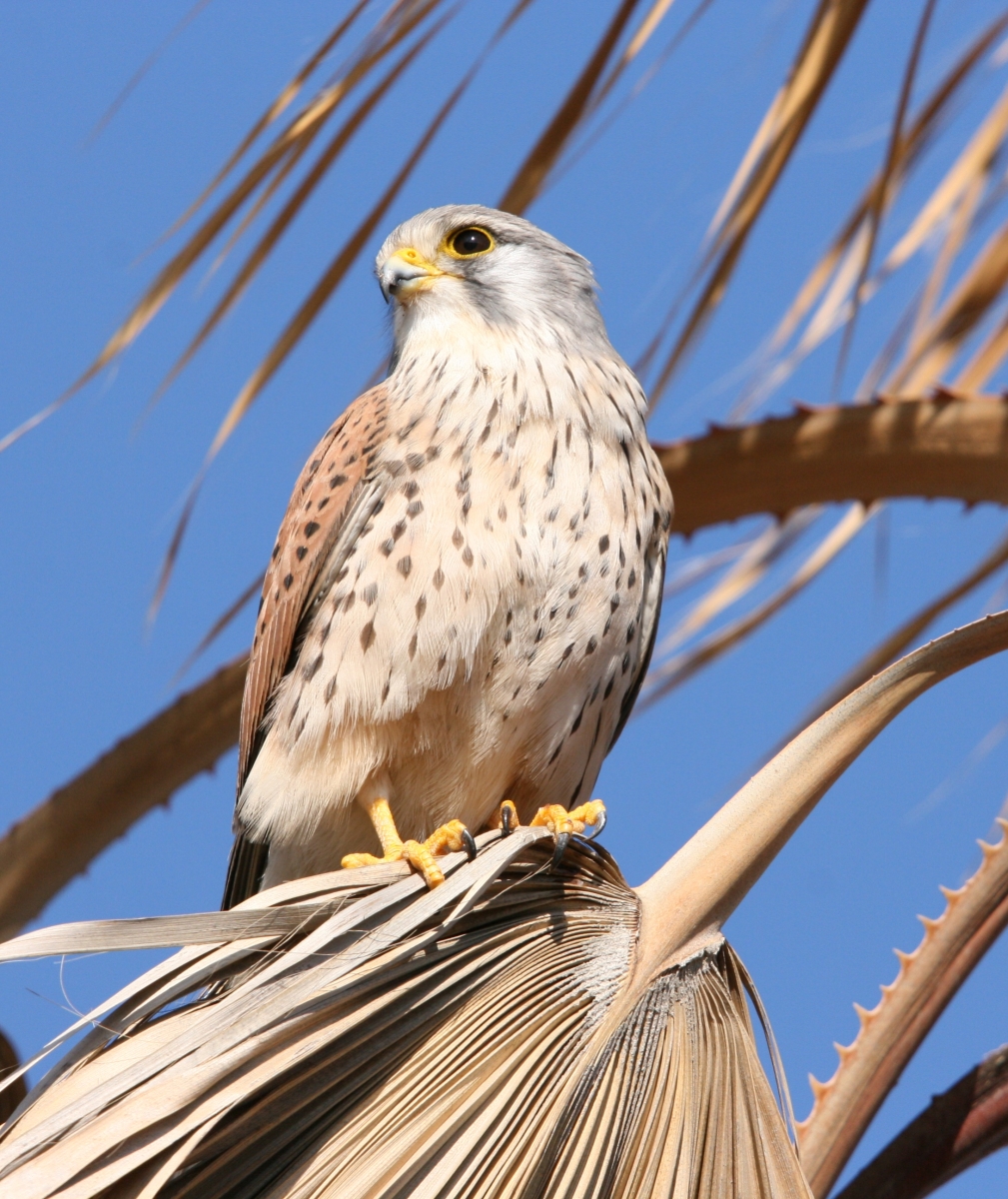 Hembra de Cernicalo cazadora