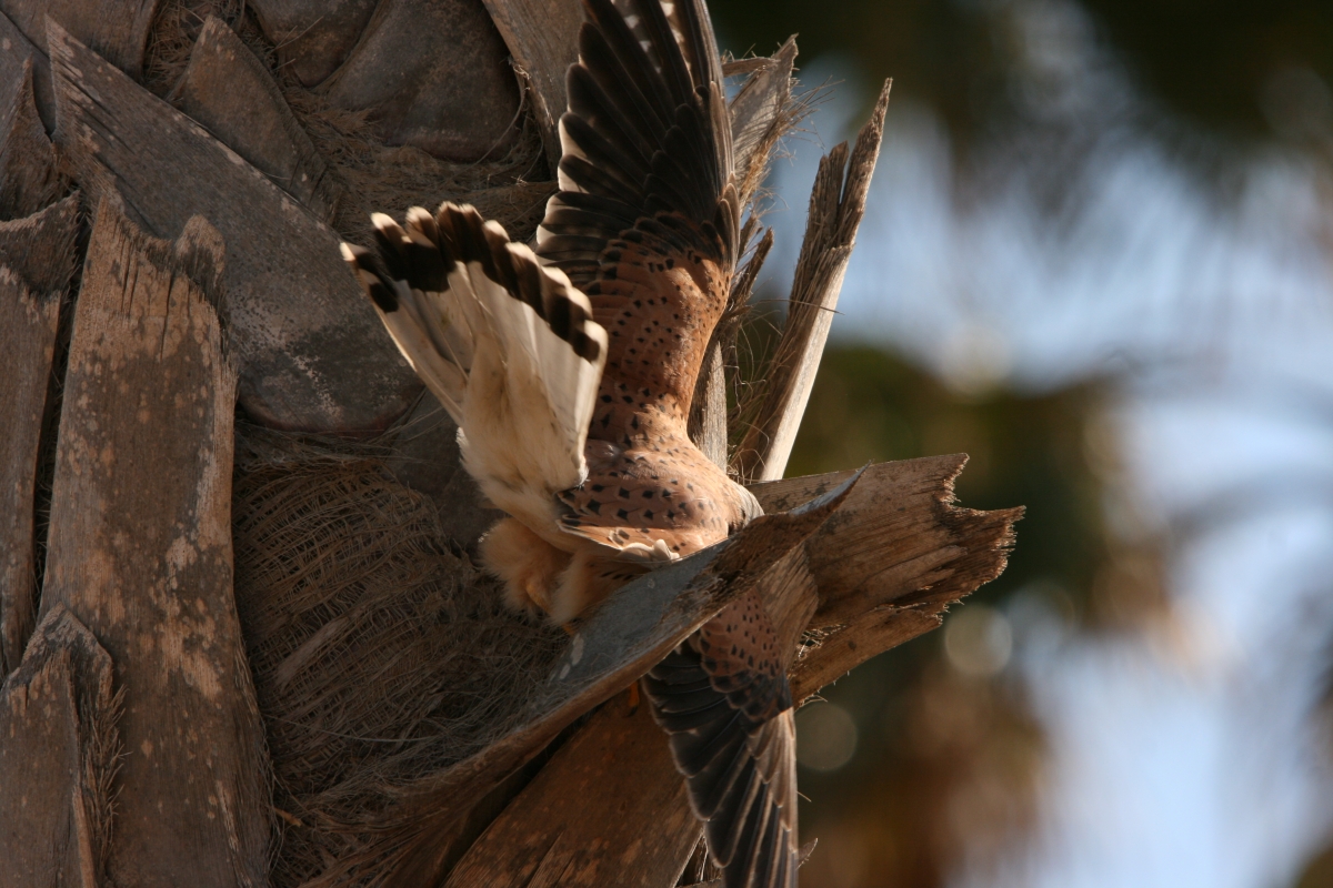 Hembra del Cernicalo Cazando un reptil en la palmera
