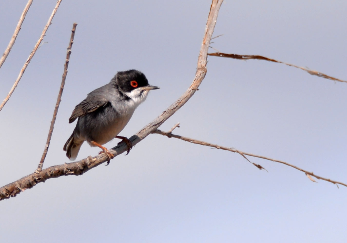 Curruca cabecinegra
