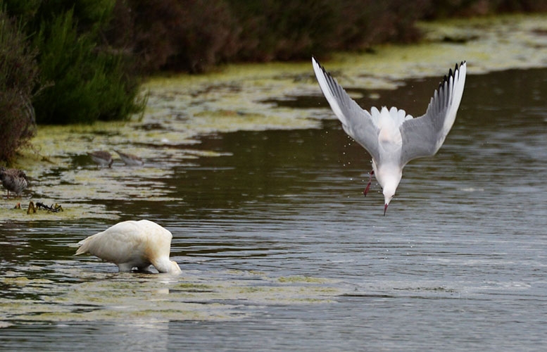 Gaviota en picado