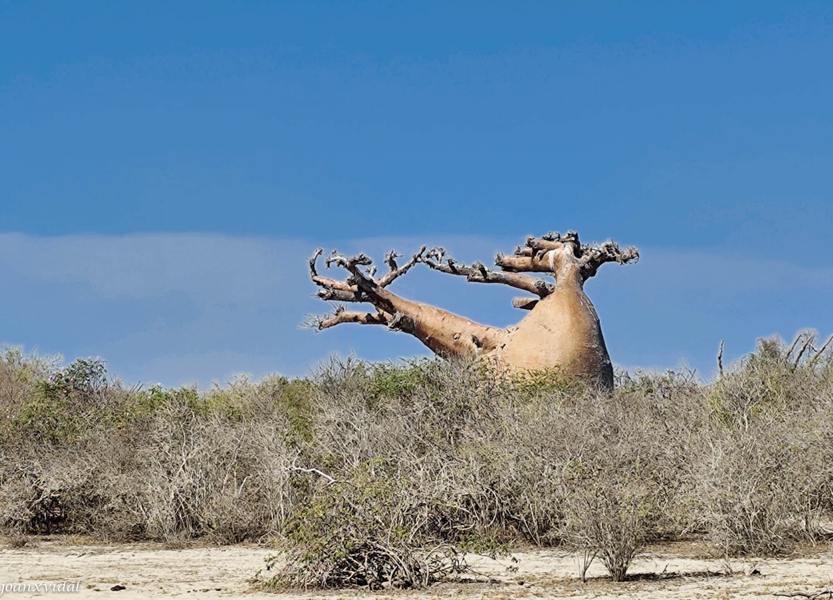 BAOBAB