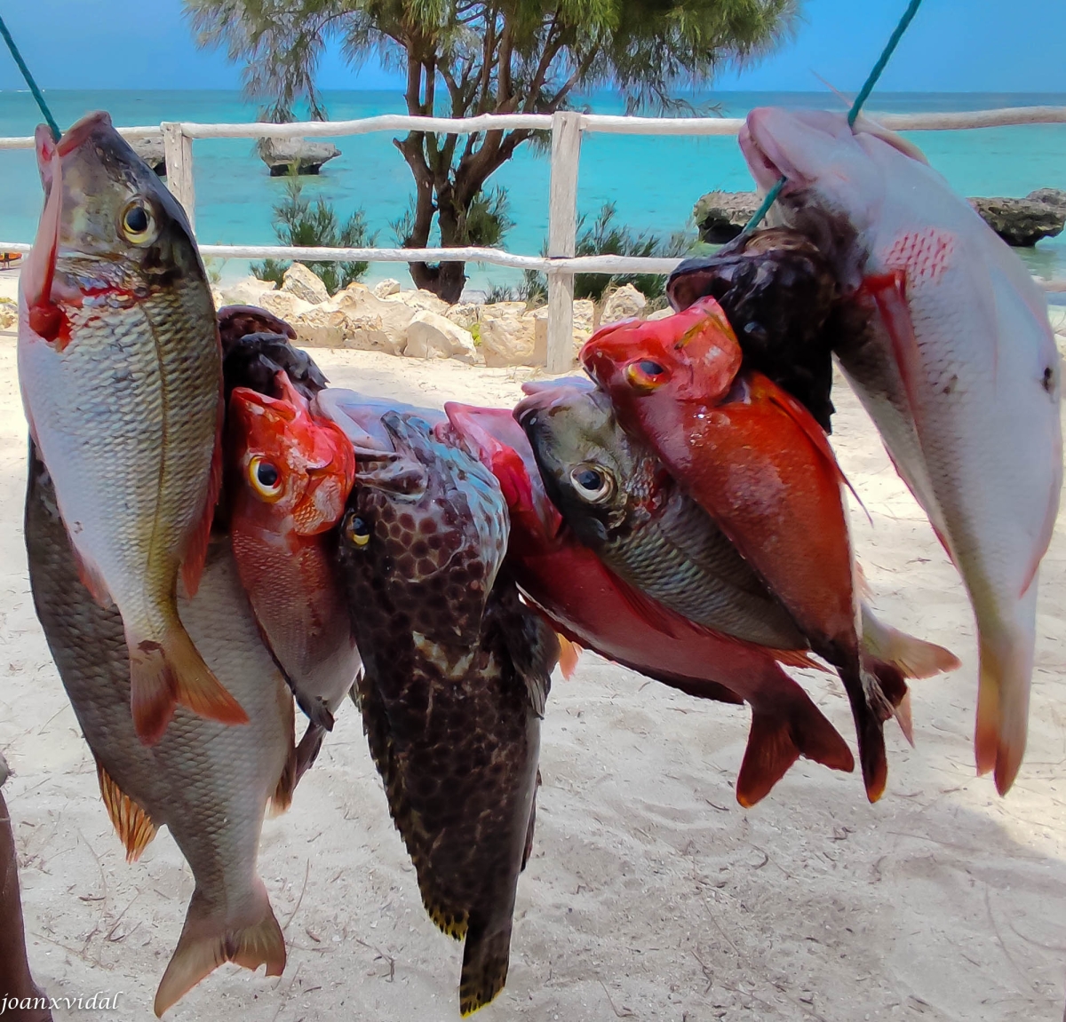 PESCA DEL DIA