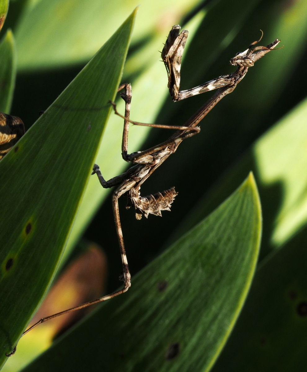 Mantis Palo