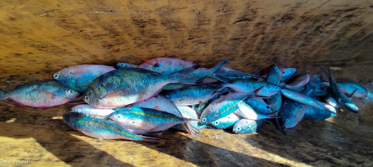 LA PESCA DEL DIA