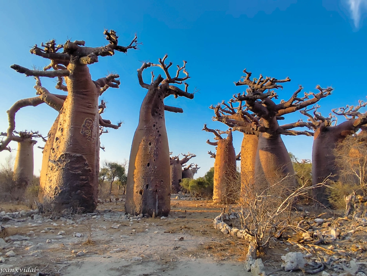 CAPTARD AL BOSC DE BAOBABS