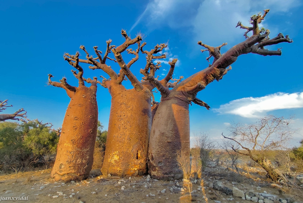 CAPTARD AL BOSC DE BAOBABS