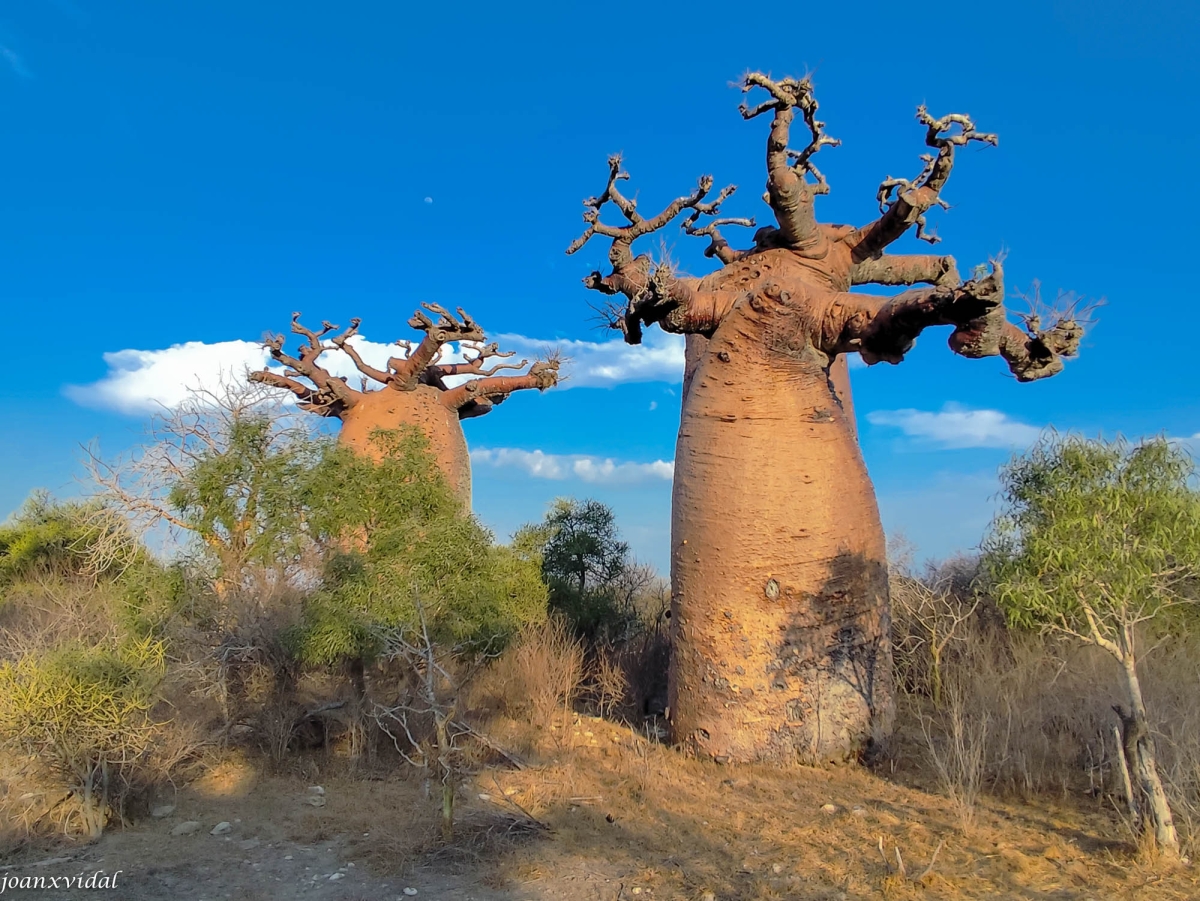 CAPTARD AL BOSC DE BAOBABS