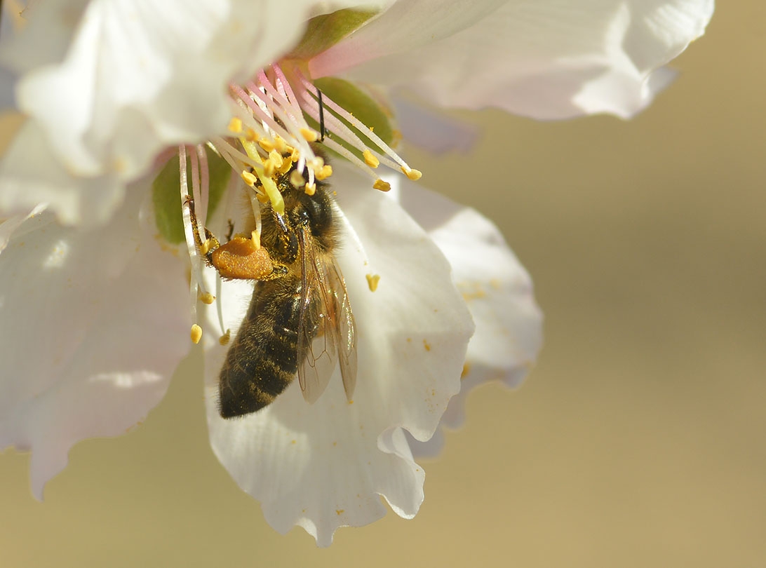 Recolectora abeja