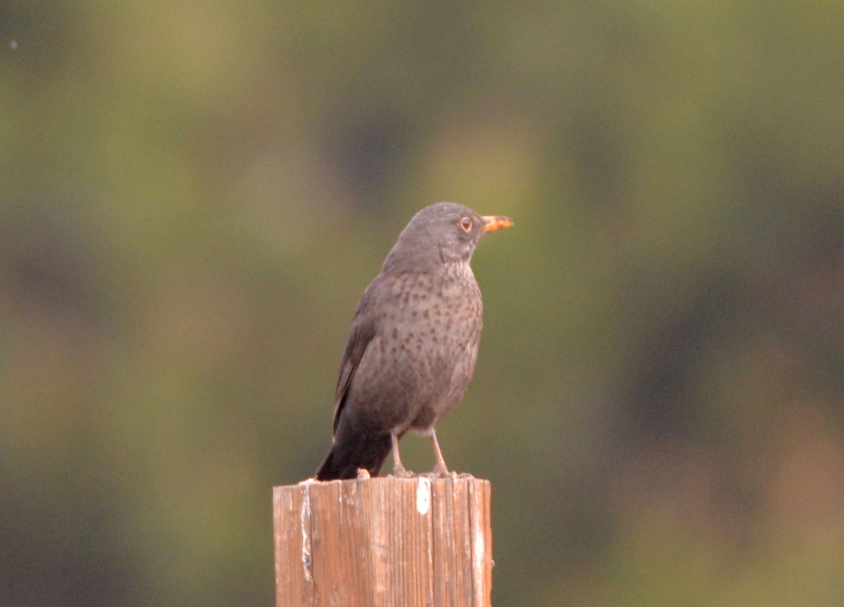 Monticola solitarius