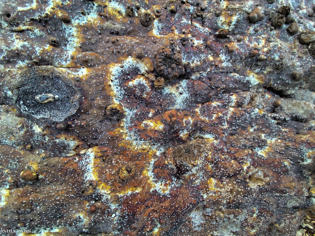 ESCORA DE BAOBAB ARTSTICA