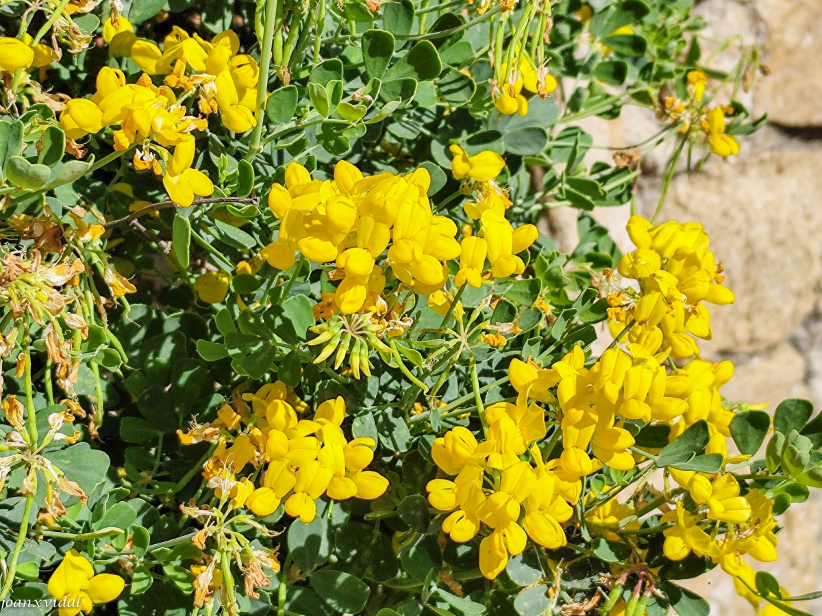 LA GINESTA FLOREEIX