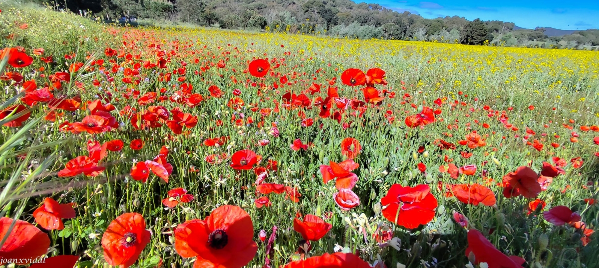 I ARREU DELS CAMPS HI HA VERMELL DE ROSELLES