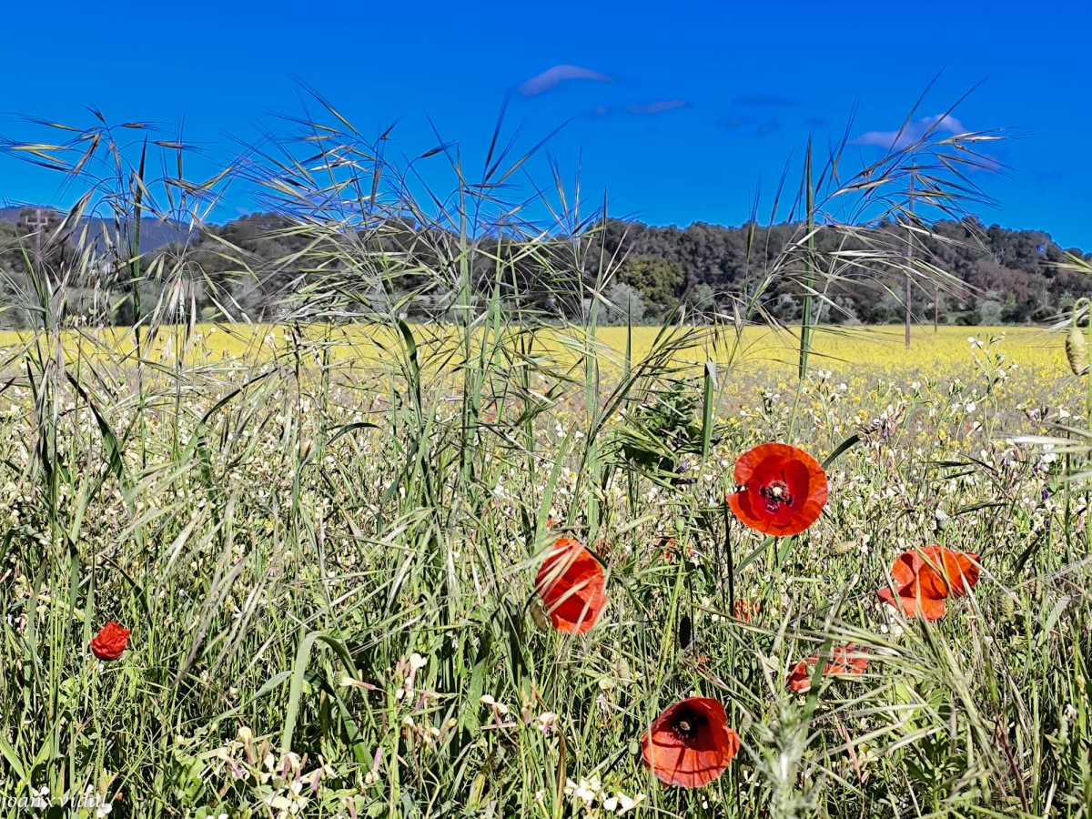 ESCLAT DE PRIMAVERA