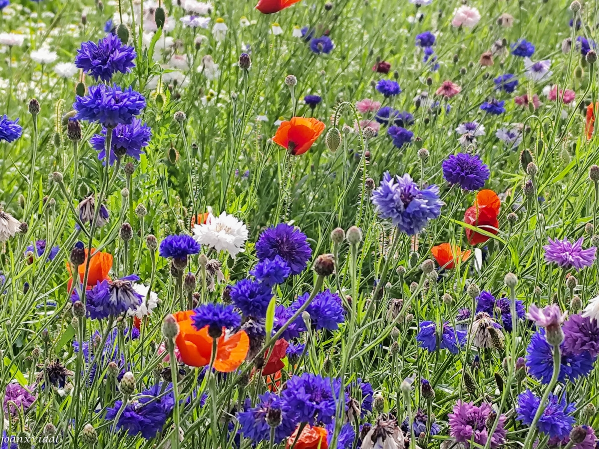ESCLAT DE PRIMAVERA