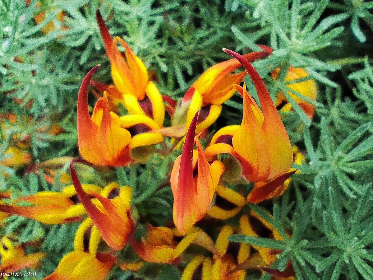 FLORA MARTIMA