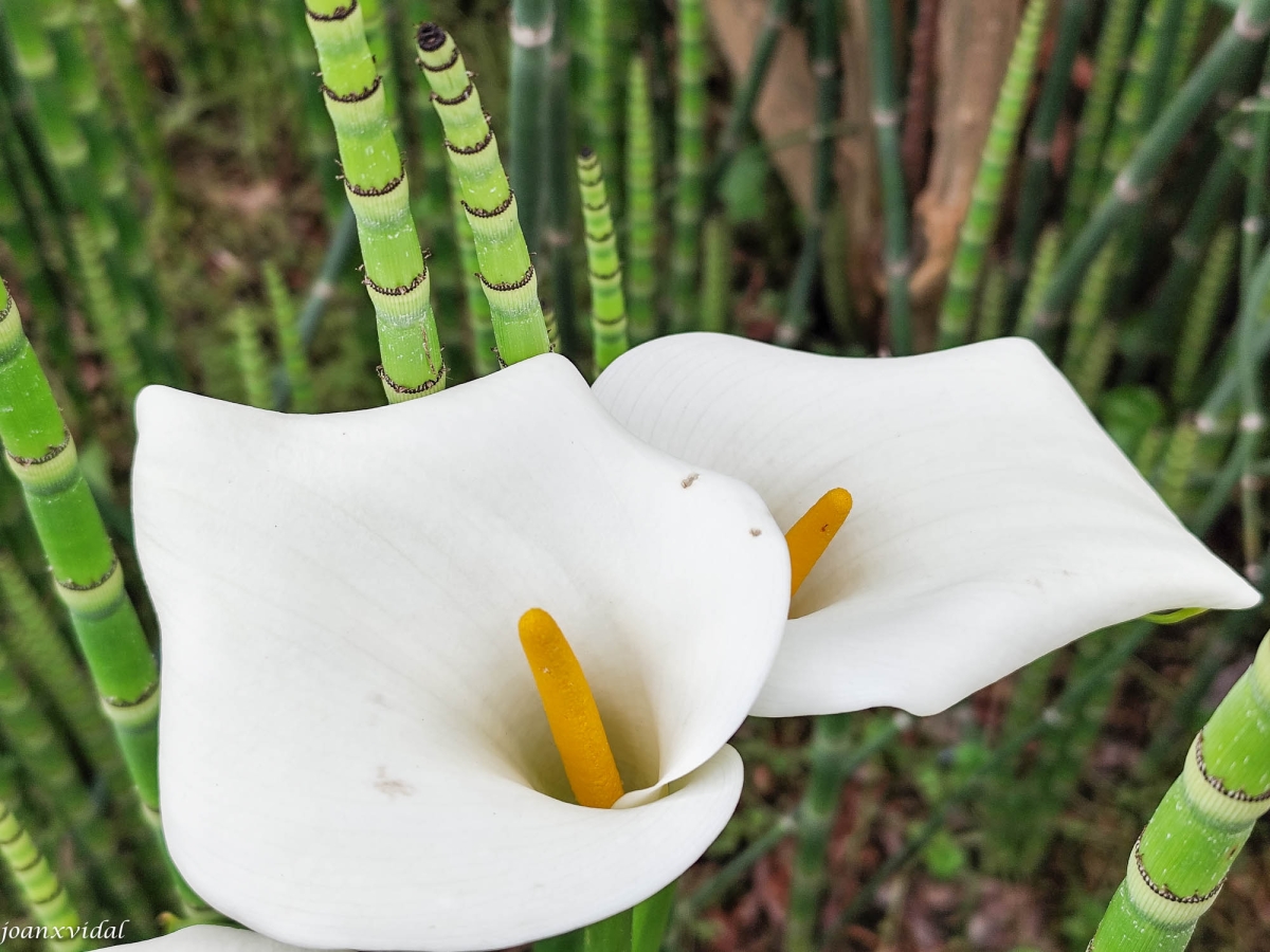 FLORA MARTIMA