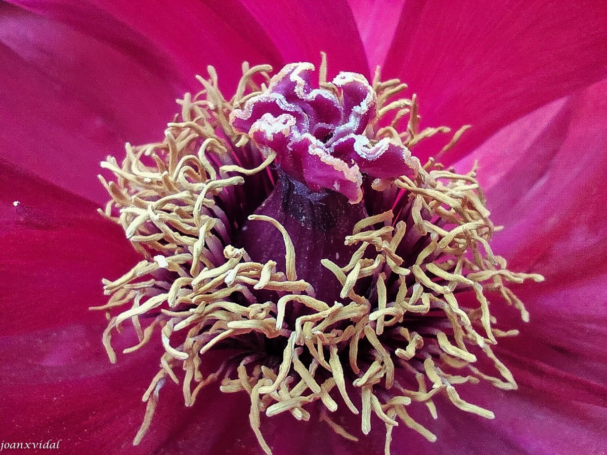 FLORA MARTIMA