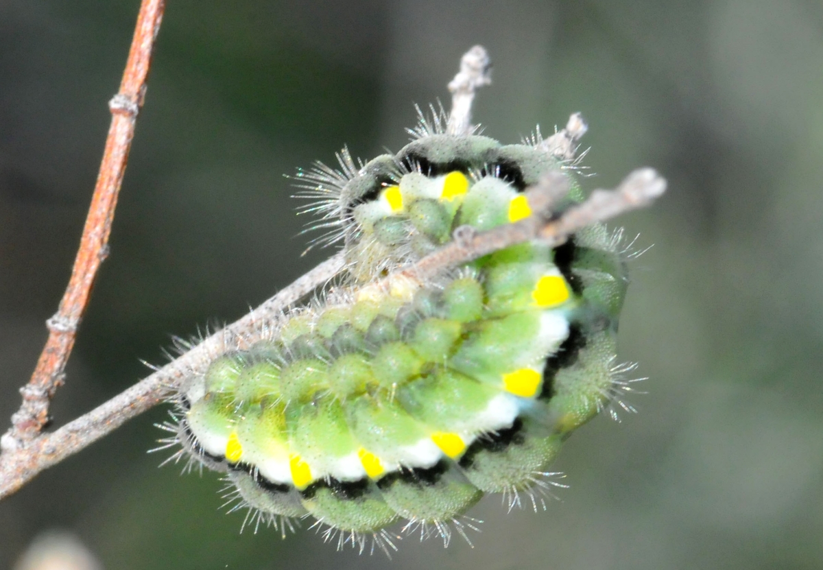 Oruga