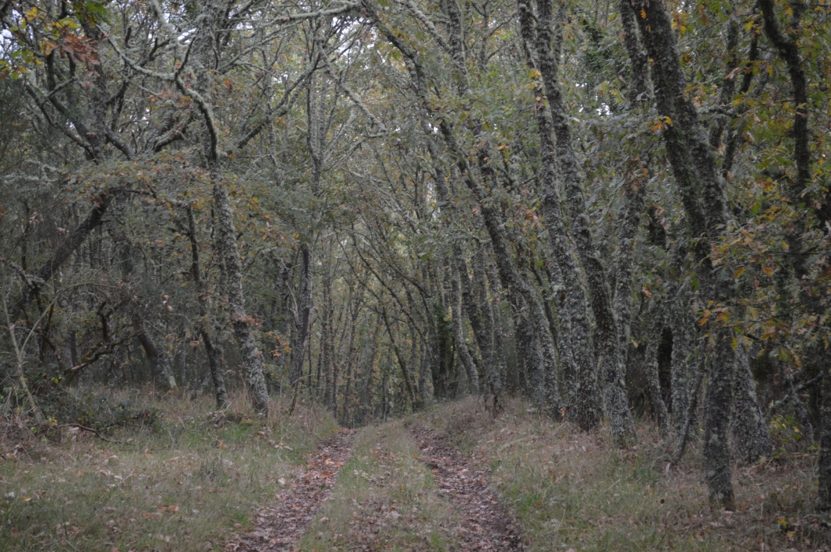 Camio das touzas. Quintela de Mazaira, Castro Caldelas. Ourense