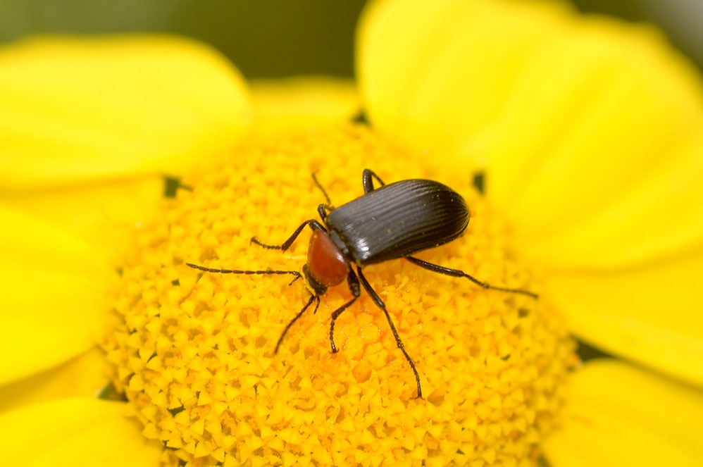 Coleoptera