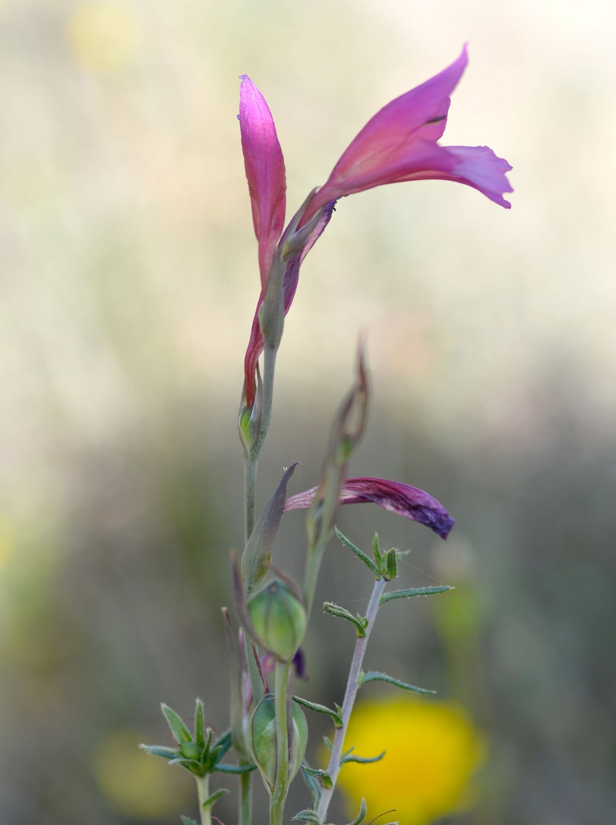 Gladiolus italicus
