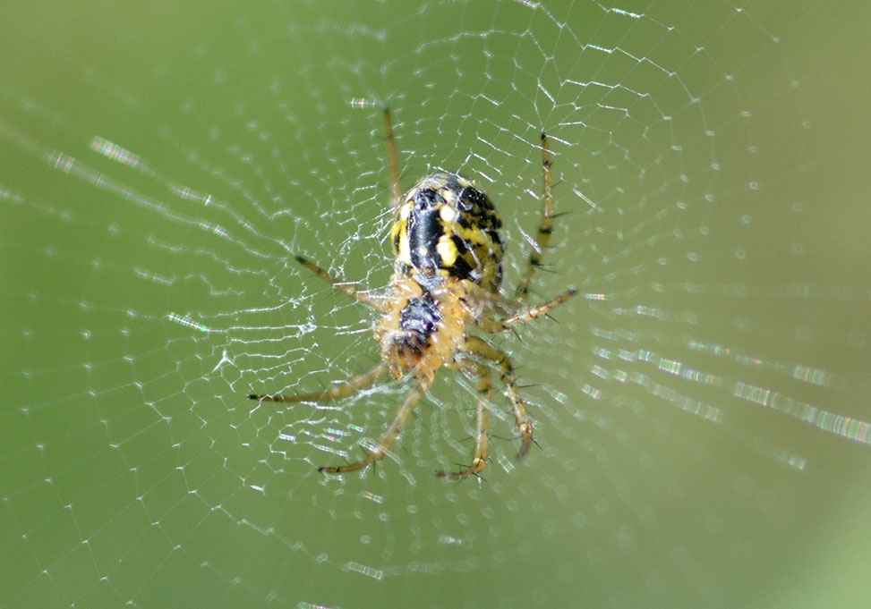Araa mangora alcalypha-