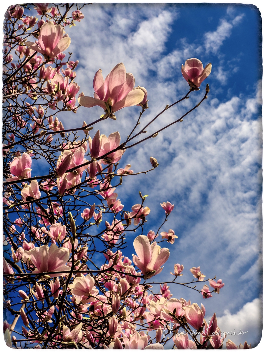 El toque de la primavera 