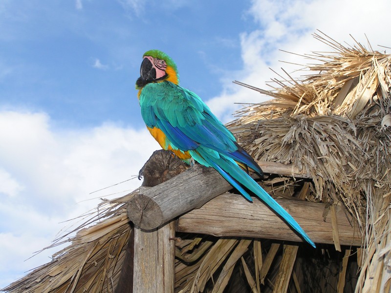 Guacamaya