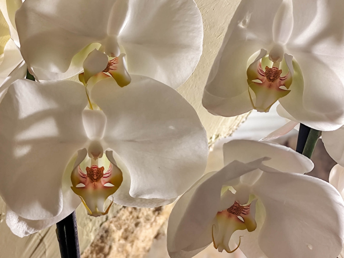 ORQUDIES