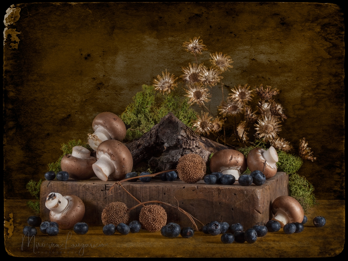  Suite del bosque 