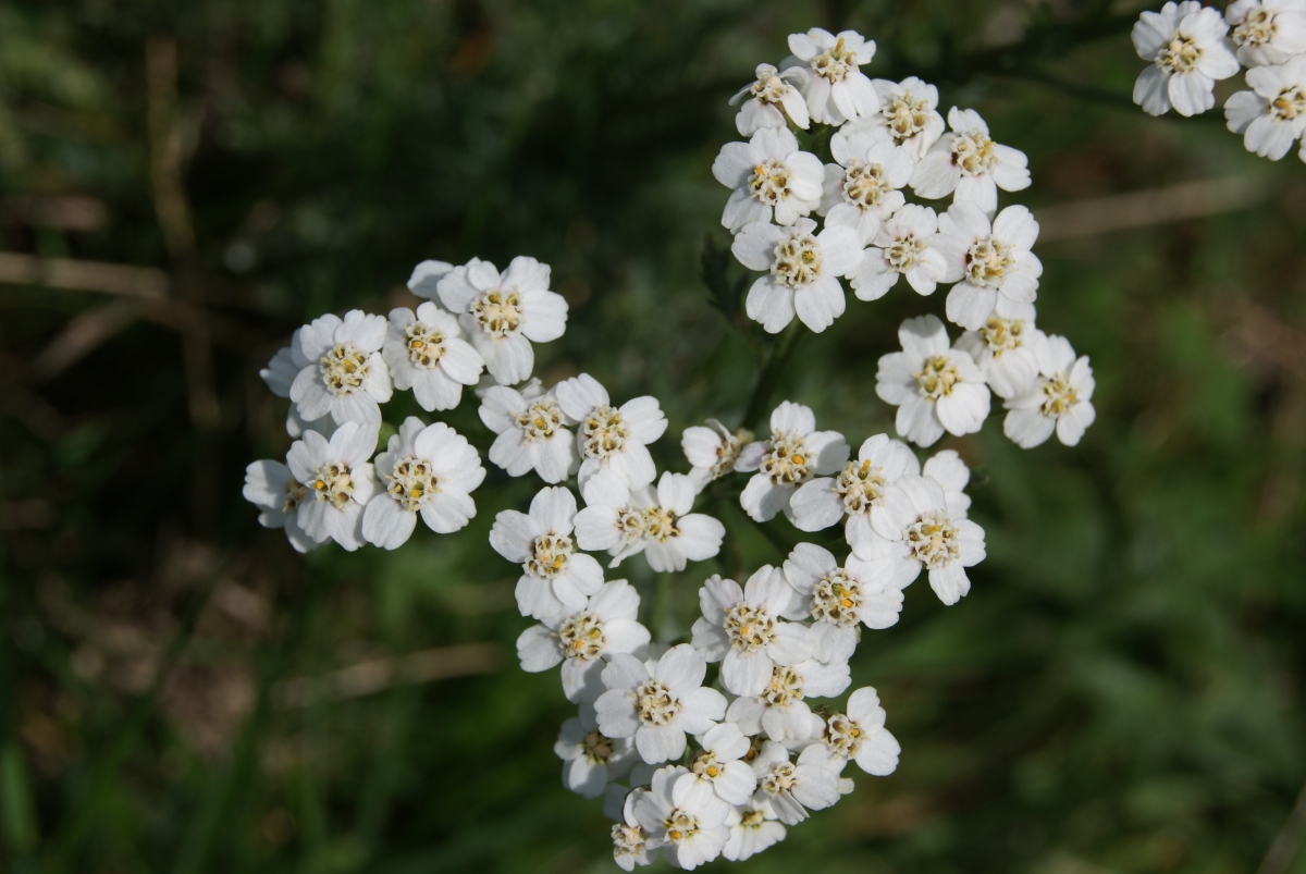 Flor 3