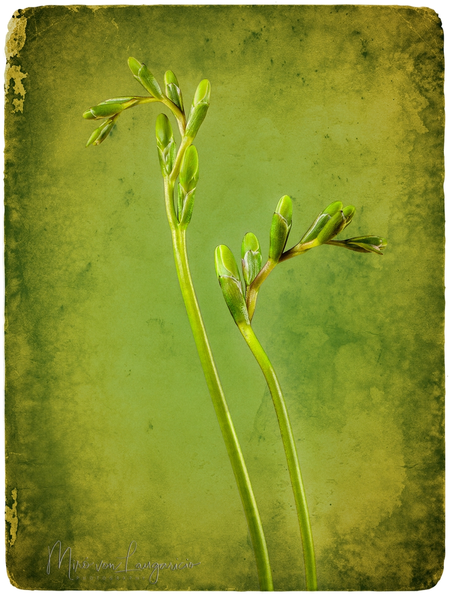  Preludio de la primavera 