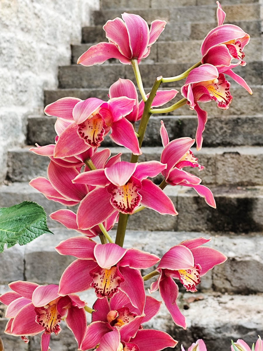 ORQUDEA