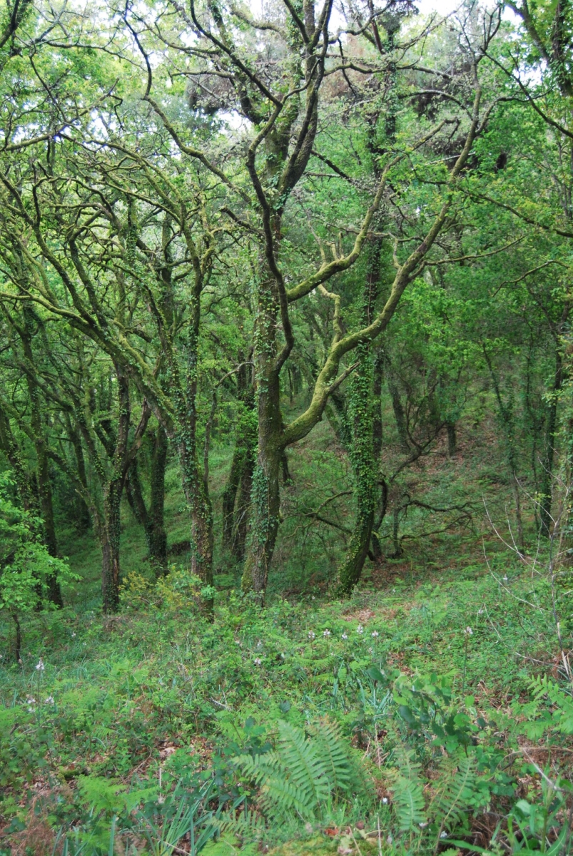 Fervenza do Toxa. Silleda. Deca. Pontevedra