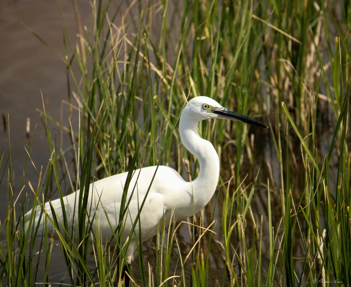 Egretta garzetta 01