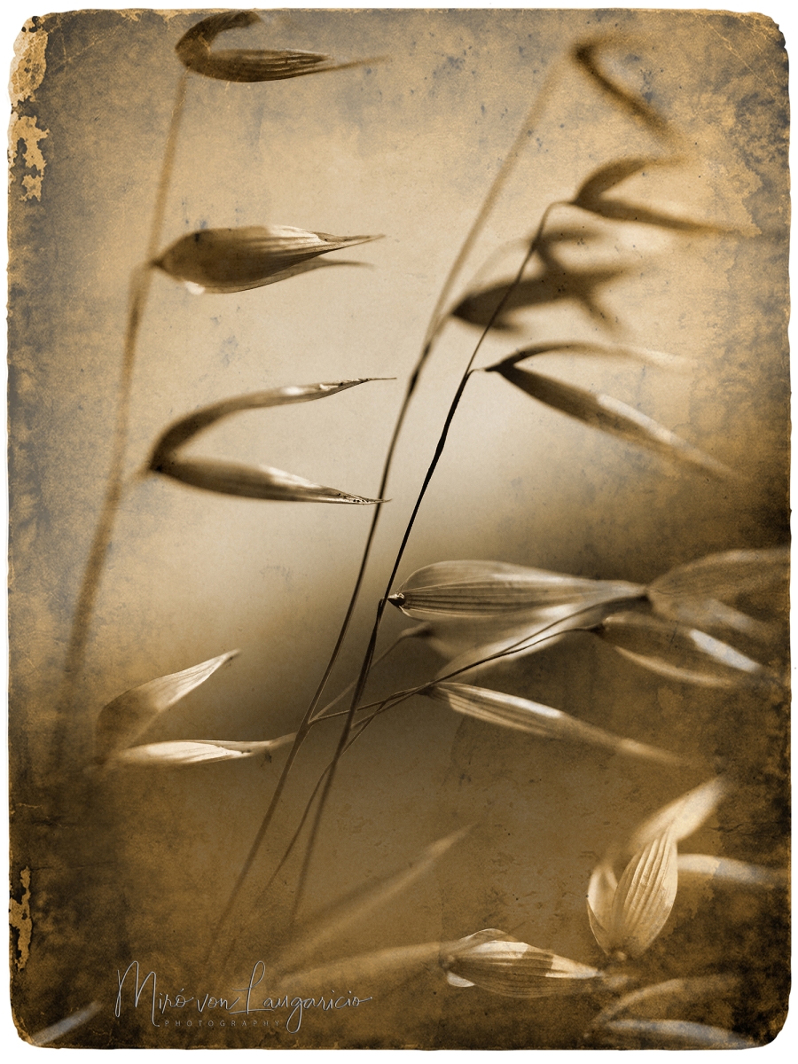 La memoria del viento 