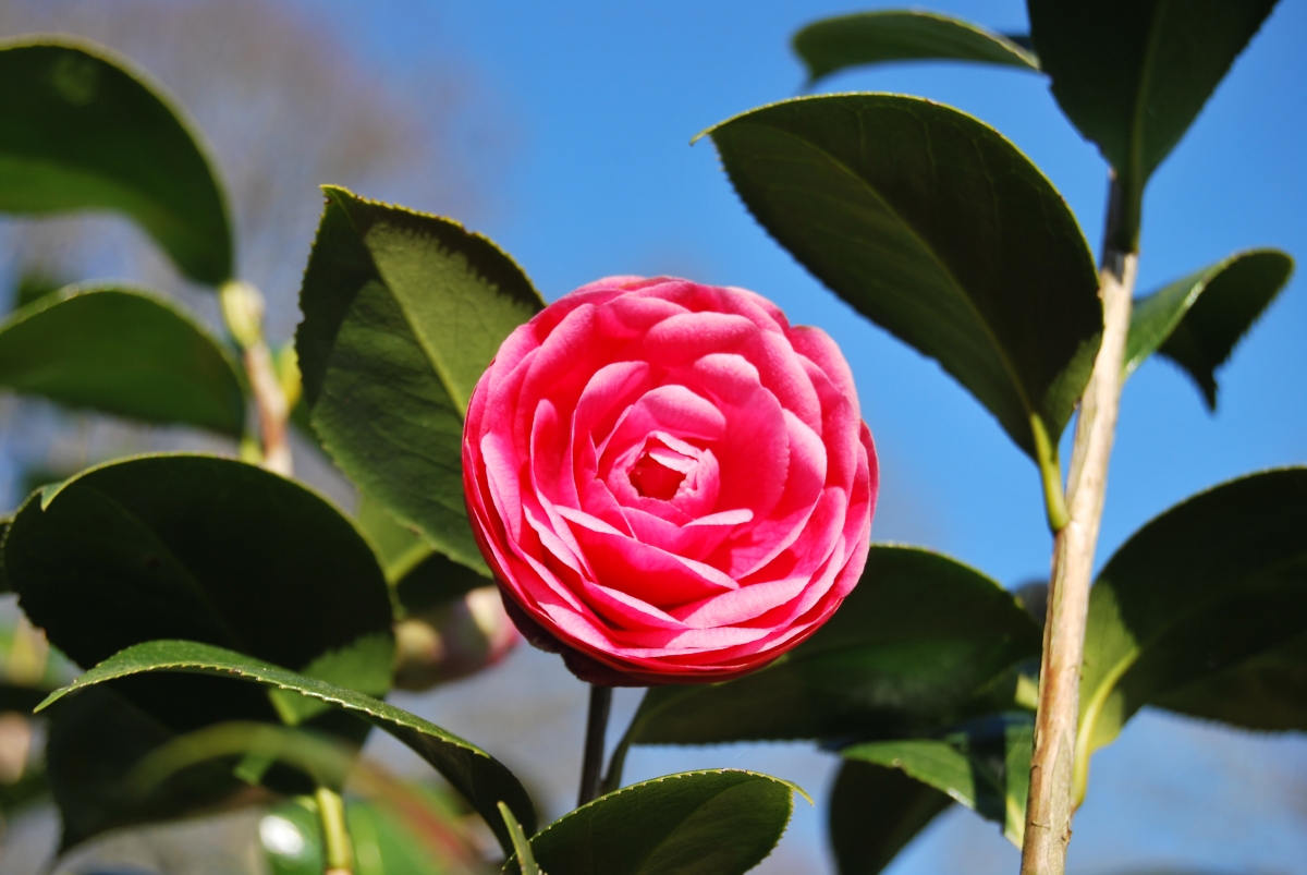 Pazo de Oca. A Estrada (Pontevedra). Rota da Camelia