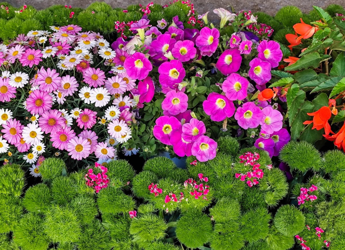 ESPAI FLORAL