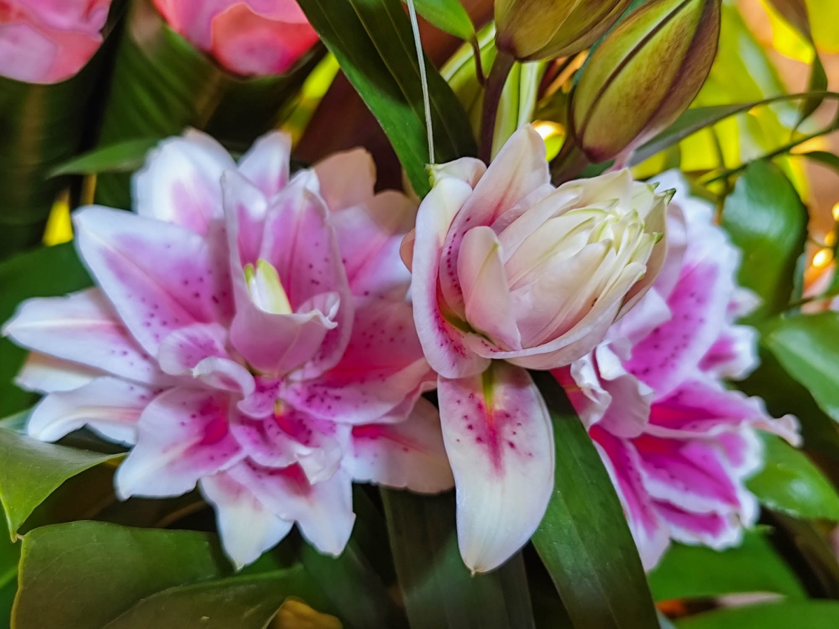 ORQUDIES BESSONES