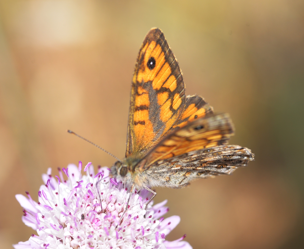 Mariposa lasiommata megera - salta cercas